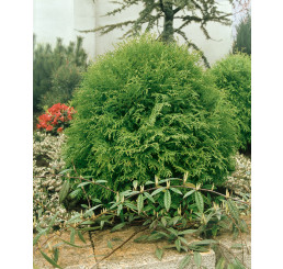 Thuja occidentalis 'Globosa' / Zerav západní, 20-30 cm, C2