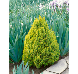 Thuja orientalis ´Elegantissima´ / Zerav východní , 15 - 20 cm, C1,5