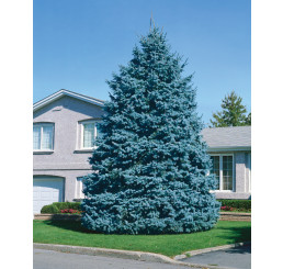 Picea pungens ´Glauca´ / Smrk pichlavý , 50-60 cm, KB