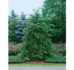 Tsuga canadensis / Jedlovec kanadský, 100-120 cm, C15