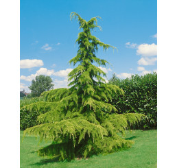 Cedrus deodara ´Aurea´ / Cedr himalájský, 80-100 cm, C9