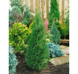 Juniperus chinensis ´Spartan´ / Jalovec, 20-30 cm, C1,5