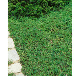 Juniperus communis ´Green Carpet´ / Jalovec obecný, 10-15 cm, K13