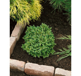 Picea abies ´Little Gem´ / Smrk ztepilý, 10-12 cm, C1