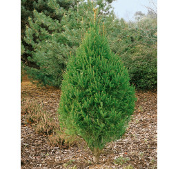 Picea abies ´Cupressima´ / Smrk, 100/120 cm, C15