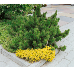 Pinus mugo mughus / Borovice kleč, 15-20 cm, C2