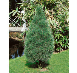 Pinus strobus ´Fastigiata´ / Borovice vejmutovka, 40-50 cm, C5