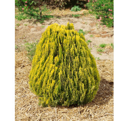 Thuja orientalis ´Morganii´ / Zerav východní, 15-20 cm, C1,5