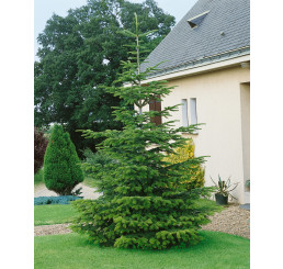 Abies nordmanniana / Jedle kavkazská, 25-30 cm, BK