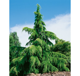 Cedrus deodara / Cedr himalájský, 50-60 cm, C5