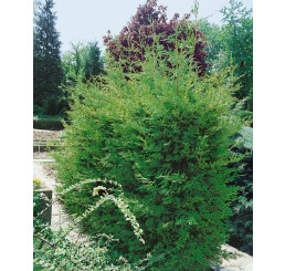 Cupressocyparis leylandii ´Green´ / Cypřišovec Leylandův, bal. 10 ks na živý plot, 25-30 cm, 10xK9