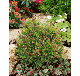 Pinus mugo ´Ophir´ / Borovice kleč, 40-50 cm, C5