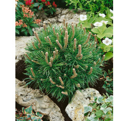 Pinus mugo ´Mops´/ Borovice kleč, 40-50 cm, C15