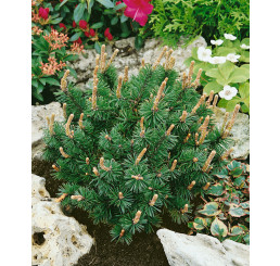 Pinus mugo ´Humpy´ / Borovice kleč, 30-40 cm, C10