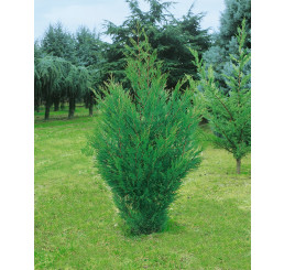 Cupressocyparis leylandii ´Green´ / Cypřišovec Leylandův, 60-80 cm, C2
