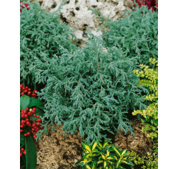 Chamaecyparis pisifera ´Baby Blue´ / Cypřišek hrachonosný, 10-15 cm, K9