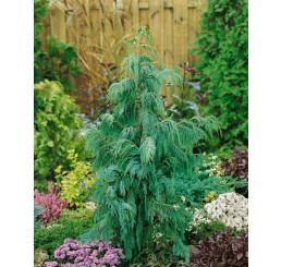 Chamaecyparis nootkatensis ´Pendula´ / Cypřišek nutkajský, 200+ cm, C15