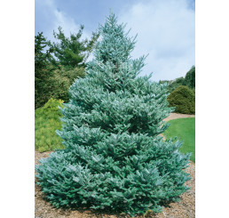 Abies koreana / Jedle korejská, 25-30 cm, C7,5