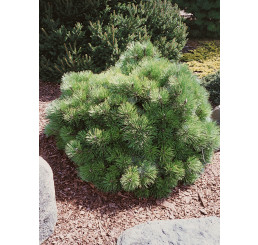 Pinus nigra ´Helga´ / Borovice černá, 50-60 cm, C15