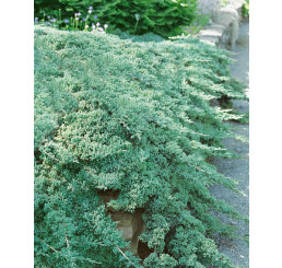Juniperus procumbens ´Nana´ / Jalovec poléhavý, 20-30 cm, C1,5
