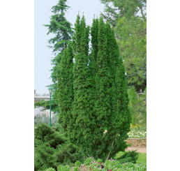 Taxus baccata ´Fastigiata´ / Tis červený, 130-150 cm, KB