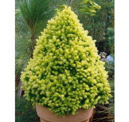 Picea glauca ´Daisy´s White´ / Smrk sivý, 30 cm, C2