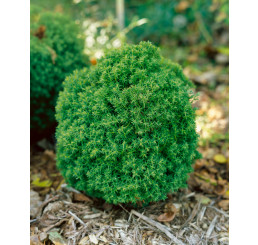 Thuja occidentalis ´Teddy´ / Zerav západní, 15-20 cm, K9