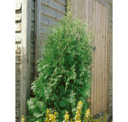 Thuja occidentalis 'Brabant' / Zerav západní, 20-40 cm, C2