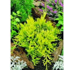 Juniperus horizontalis 'Golden Carpet' / Jalovec, 10-12 cm, K9