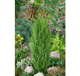 Juniperus communis 'Arnold' / Jalovec obecný , 20-30 cm, C2