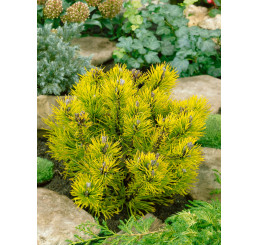 Pinus mugo ´Wintergold´ / Borovice kleč, 15-20 cm, C3