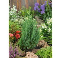 Juniperus chinensis ´Stricta´ / Jalovec čínský, 40-50 cm, C3