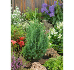 Juniperus chinensis ´Stricta´ / Jalovec čínský, 60-80 cm, C9