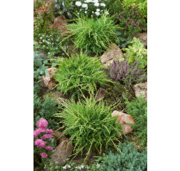 Juniperus media ´Old Gold´ / Jalovec, 12-15 cm, K9