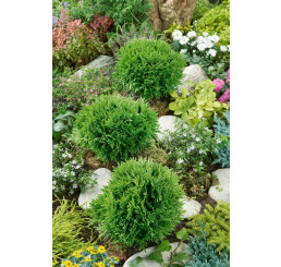 Thuja occidentalis 'Danica' / Zerav západní kulovitá, 15-20 cm, C2