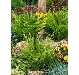 Juniperus horizontalis ´Andora Compacta´ / Jalovec polehlý, 30-40 cm, C3