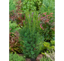 Taxus media ´Hicksii´ / Tis prostřední samičí, 40-50 cm, C3