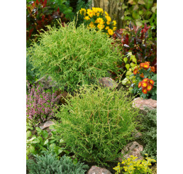 Thuja occidentalis ´Mr. Bowling Ball´ / Zerav západní , C3