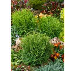 Thuja occidentalis ´Tinny Tim´ / Zerav západní, 15-20 cm, C2
