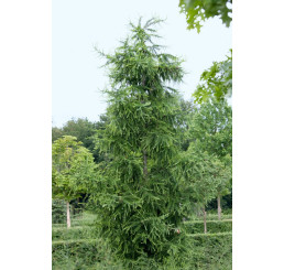Larix decidua / Modřín opadavý, 100-125 cm, C2