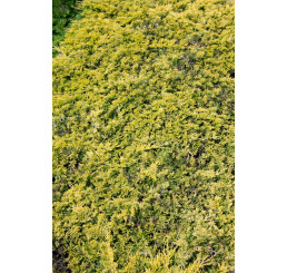 Juniperus horizontalis 'Golden Carpet' / Jalovec, C3