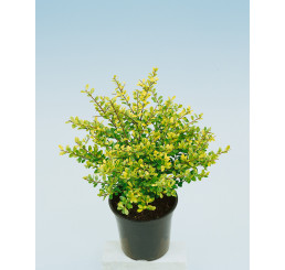 Ilex crenata ´Golden Gem´ / Cesmína vroubkovaná, 20-25 cm, C2