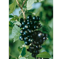 Ribes nigra ´Titania´ / Rybíz černý, keř, C1,5