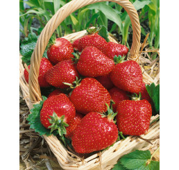 Fragaria ananassa ´Sonata´ / Jahoda poloraná, bal. 6 ks, 6xK7