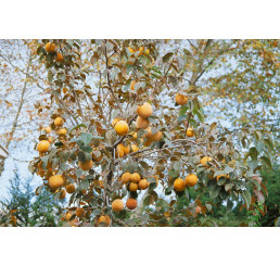 Diospyros kaki ´Royo Brillante´ / Tomel japonský / Hurmi kaki, 120-150 cm, VK