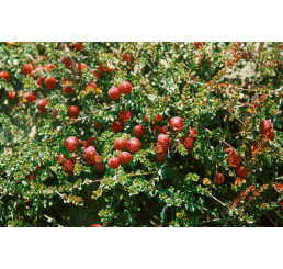 Vaccinium vitis-idaea ´Koralle´ / Brusinka pravá, 10-15 cm, K9