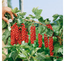 Ribes rubrum ´Rovada´ / Rybíz červený, stromek,1 výh., VK