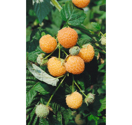 Rubus idaeus ´Poranna Rosa´ / Žlutá malina, 60-80 cm, K12