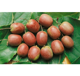 Actinidia arguta ´Ken´s Red´ / Drobnoplodé kiwi, K9, samičí r.