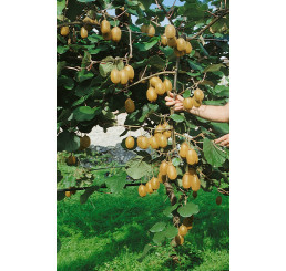 Actinidia chinensis ´Jenny´ / Kiwi velkoplodé, 70-80 cm, C2